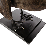 Настоящее чучело черного лебедя Black Swan варинант исполнения - 4 | Loft Concept в Тюмени