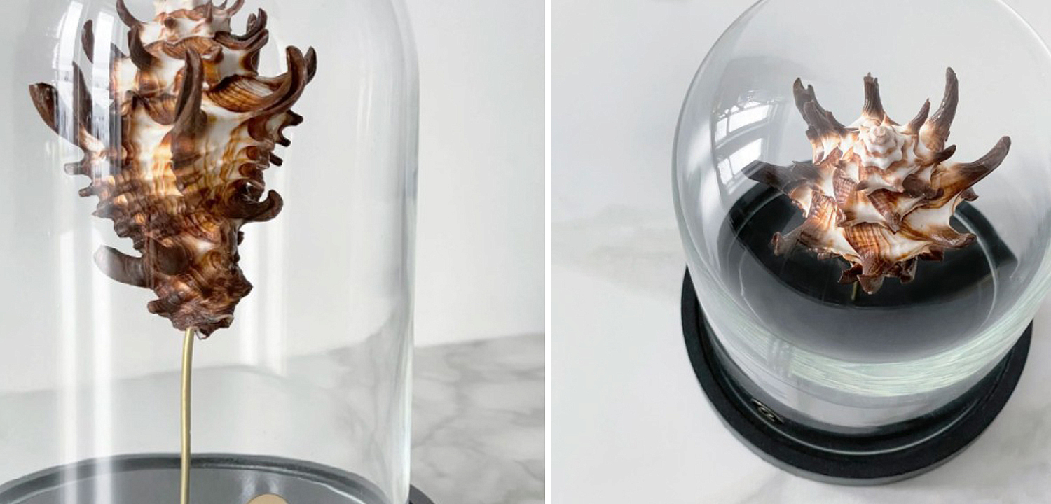 Статуэтка Vasum Tubiferum Glass Cloche Статуэтка Vasum Tubiferum Glass Cloche - Loft-Concept в Тюмени