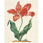 Книга цветов 22 постера Maria Sibylla Merian: 22 Pull-Out Posters варинант исполнения - 5 | Loft Concept в Тюмени