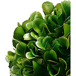 Декоративный искусственное растение Square boxwood варинант исполнения - 2 | Loft Concept в Тюмени