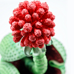 Дизайнерская статуэтка для интерьера Tropical Fruit Pandora 16 варинант исполнения - 1 | Loft Concept в Тюмени