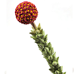 Статуэтка тропический фрукт  Tropical Fruit High Orange варинант исполнения - 2 | Loft Concept в Тюмени