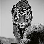 Книга Beusker. Look into my Eyes варинант исполнения - 6 | Loft Concept в Тюмени