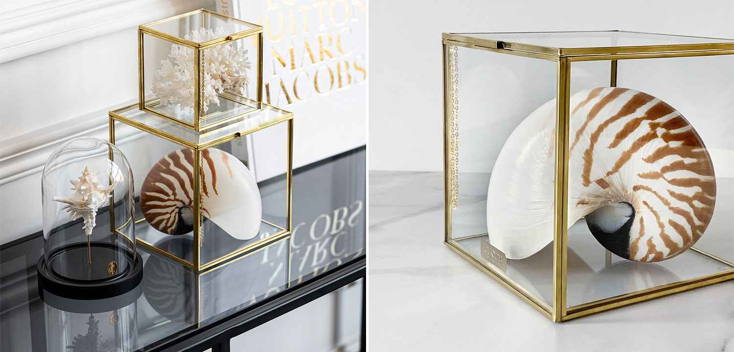 Статуэтка Nautilus Pompilius Glass Box M Статуэтка Nautilus Pompilius Glass Box M - Loft-Concept в Тюмени
