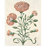 Книга цветов 22 постера Maria Sibylla Merian: 22 Pull-Out Posters варинант исполнения - 4 | Loft Concept в Тюмени