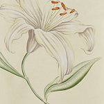Обои ручная роспись Lilium Special Colourway on Ivory dyed silk варинант исполнения - 2 | Loft Concept в Тюмени