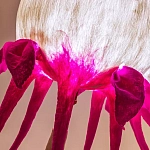 Торшер фуксия «Цветы из снов»  варинант исполнения - 4 | Loft Concept в Тюмени