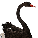 Настоящее чучело черного лебедя Black Swan варинант исполнения - 3 | Loft Concept в Тюмени