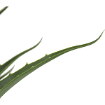 Декоративный искусственное растение Medium Aloe варинант исполнения - 2 | Loft Concept в Тюмени