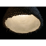 Светильник Acus варинант исполнения - 3 | Loft Concept в Тюмени