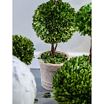 Декоративный искусственное растение Single boxwood варинант исполнения - 3 | Loft Concept в Тюмени