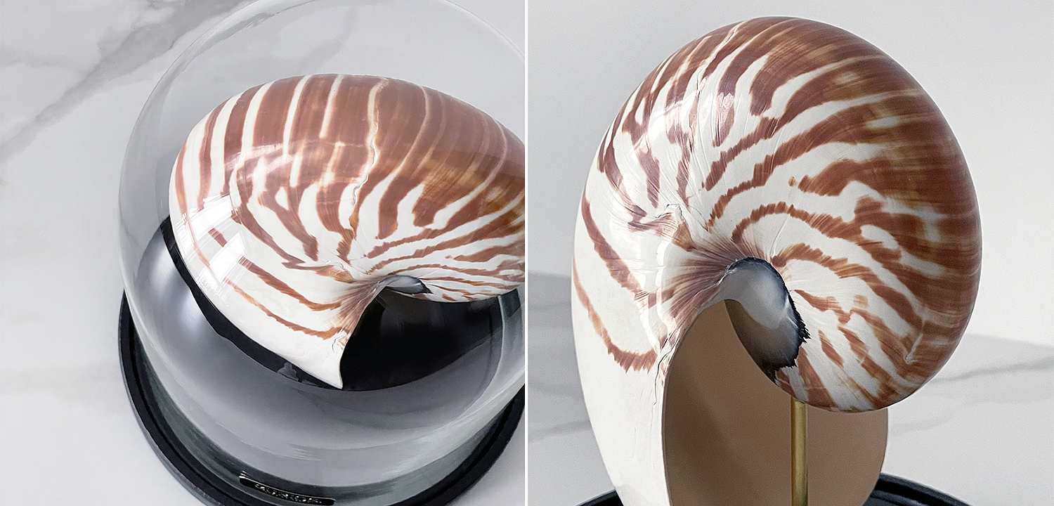 Статуэтка Nautilus Pompilius Glass Cloche Статуэтка Nautilus Pompilius Glass Cloche - Loft-Concept в Тюмени