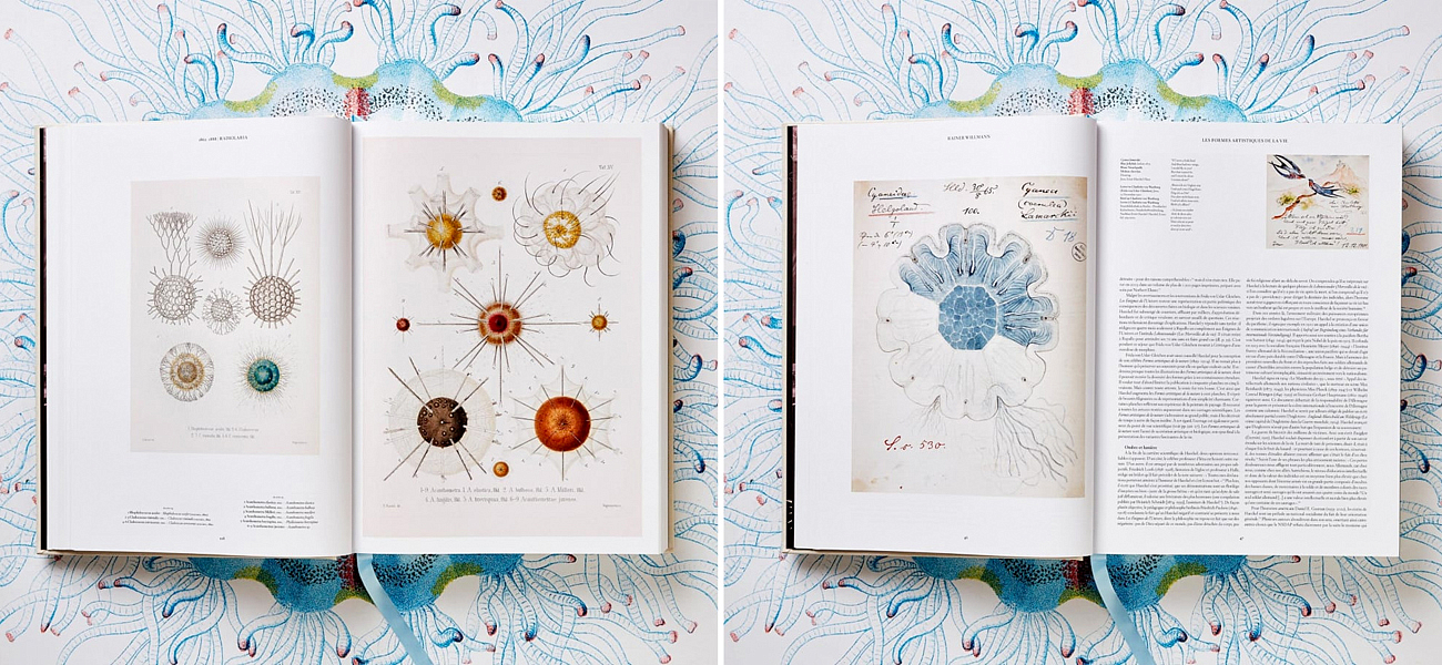 The Art and Science of Ernst Haeckel XXL The Art and Science of Ernst Haeckel XXL - Loft-Concept в Тюмени