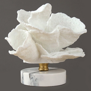 Белый коралл Merulina на подставке