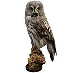 Чучело Совы таксидермия варинант исполнения - 1 | Loft Concept в Тюмени