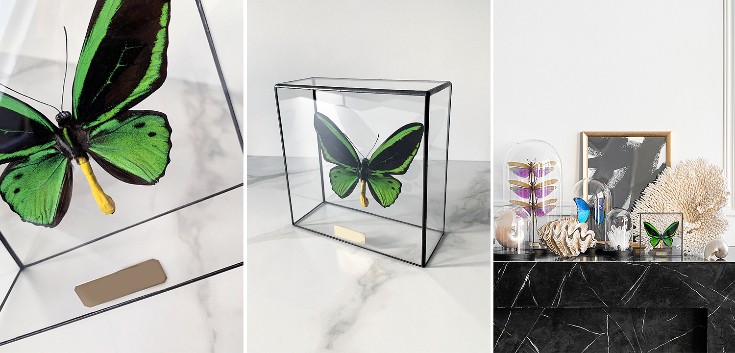 Статуэтка Butterfly Priamus Poseidon Glass Box Статуэтка Butterfly Priamus Poseidon Glass Box - Loft-Concept в Тюмени
