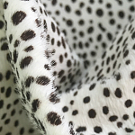Мебельная ткань Искусственный мех  белый леопард 90 см T5-3 варинант исполнения - 1 | Loft Concept в Тюмени