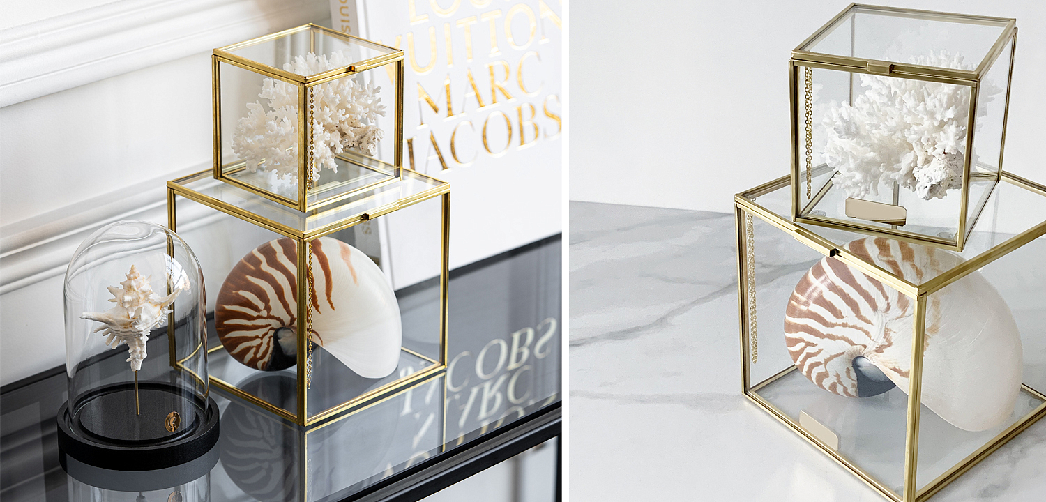 Комплект статуэток Natural Coral & Nautilus Pompilius Glass Box Комплект статуэток Natural Coral & Nautilus Pompilius Glass Box - Loft-Concept в Тюмени
