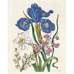 Книга цветов 22 постера Maria Sibylla Merian: 22 Pull-Out Posters варинант исполнения - 6 | Loft Concept в Тюмени