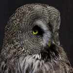 Чучело Совы таксидермия варинант исполнения - 5 | Loft Concept в Тюмени