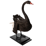Настоящее чучело черного лебедя Black Swan варинант исполнения - 5 | Loft Concept в Тюмени
