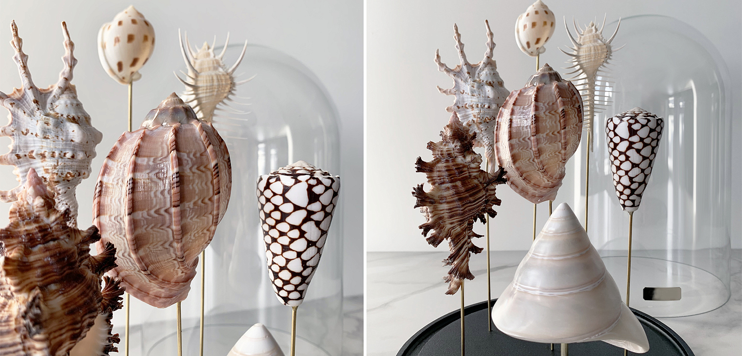 Статуэтка Shell Collection Glass Cloche 2 Статуэтка Shell Collection Glass Cloche 2 - Loft-Concept в Тюмени
