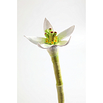 Статуэтка тропический фрукт Pandora Tropical Fruit Orange Two Flowers варинант исполнения - 3 | Loft Concept в Тюмени