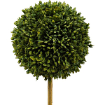 Декоративный искусственное растение Boxwood One варинант исполнения - 2 | Loft Concept в Тюмени