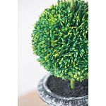Декоративный искусственное растение Double boxwood варинант исполнения - 6 | Loft Concept в Тюмени