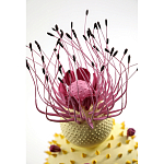 Статуэтка тропический фрукт Pandora Tropical Fruit Light Yellow Pink Flower варинант исполнения - 1 | Loft Concept в Тюмени