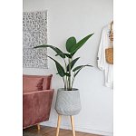 Декоративный искусственное растение Decor Stile  варинант исполнения - 6 | Loft Concept в Тюмени