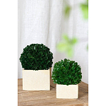 Декоративный искусственное растение Square boxwood варинант исполнения - 4 | Loft Concept в Тюмени