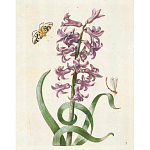 Книга цветов 22 постера Maria Sibylla Merian: 22 Pull-Out Posters варинант исполнения - 2 | Loft Concept в Тюмени