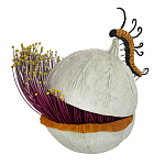 Статуэтка фантастический фрукт Exotic Tropical Fruit orange and white 67 варинант исполнения - 4 | Loft Concept в Тюмени