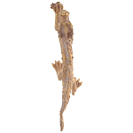 Декоративная статуэтка Китайский дракон Фуцанлун варинант исполнения - 2 | Loft Concept в Тюмени