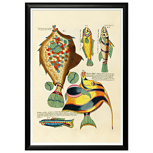 Постер в черной раме Fish Guide 6