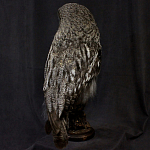 Чучело Совы таксидермия варинант исполнения - 4 | Loft Concept в Тюмени