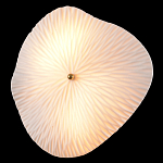 Бра в форме лепестка с рельефной текстурой FLOW варинант исполнения - 1 | Loft Concept в Тюмени