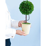 Декоративный искусственное растение Single boxwood варинант исполнения - 8 | Loft Concept в Тюмени