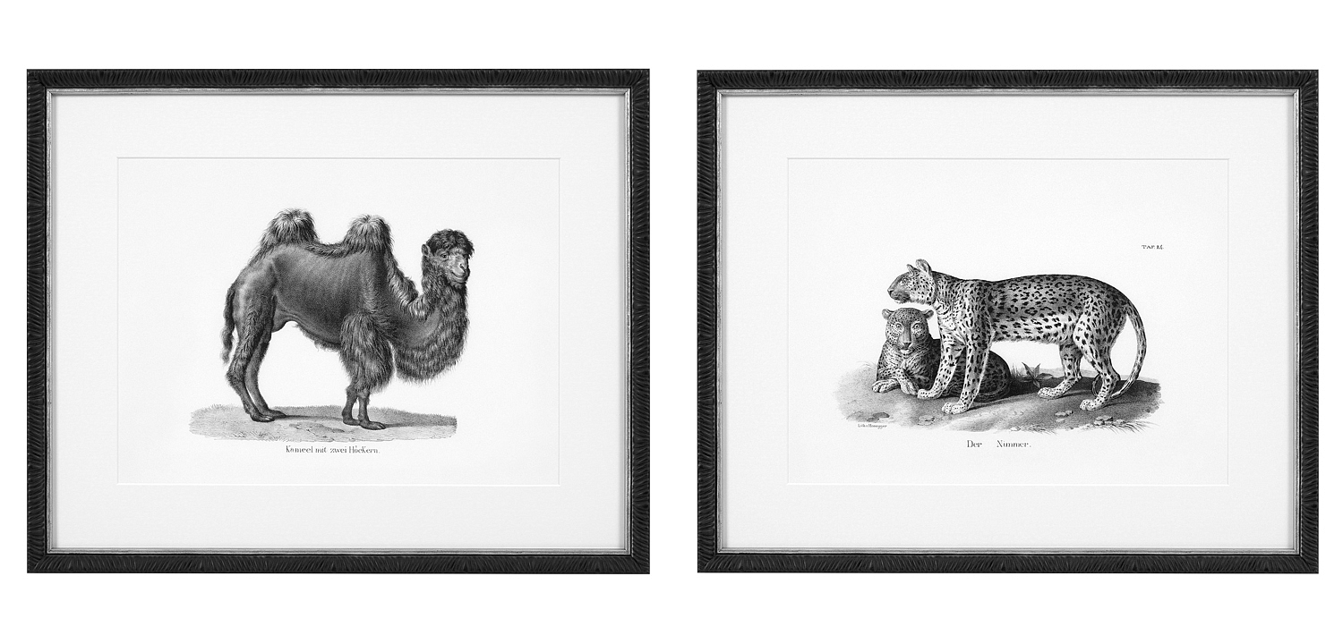 Комплект постеров Eichholtz Prints Historical Animals set of 6 Комплект постеров Eichholtz Prints Historical Animals set of 6 - Loft-Concept в Тюмени