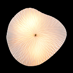 Бра в форме лепестка с рельефной текстурой FLOW варинант исполнения - 3 | Loft Concept в Тюмени