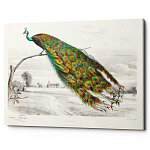 Постер на холсте с изображением павлина на ветке Majestic Peacock on a Tree Poster варинант исполнения - 1 | Loft Concept в Тюмени