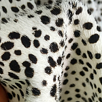 Мебельная ткань Искусственный мех  белый леопард 90 см T5-3 варинант исполнения - 3 | Loft Concept в Тюмени