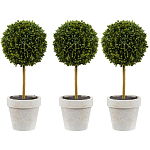 Декоративный искусственное растение Boxwood One варинант исполнения - 1 | Loft Concept в Тюмени