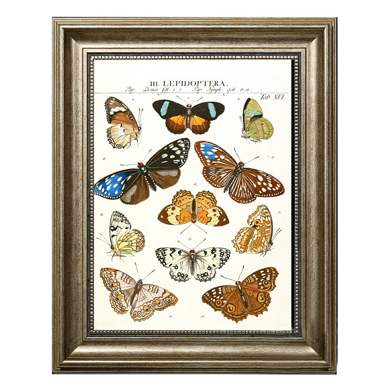 Постер Butterfly Collection Постер Butterfly Collection в Тюмени | Loft Concept