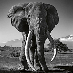 Книга Beusker. Look into my Eyes варинант исполнения - 5 | Loft Concept в Тюмени