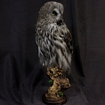 Чучело Совы таксидермия варинант исполнения - 3 | Loft Concept в Тюмени