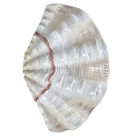 Фигурка из фарфора в виде одной створки ракушки Marine Tridacna варинант исполнения - 1 | Loft Concept в Тюмени