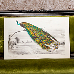 Постер на холсте с изображением павлина на ветке Majestic Peacock on a Tree Poster варинант исполнения - 4 | Loft Concept в Тюмени