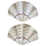 Фигурка из фарфора в виде одной створки ракушки Marine Tridacna варинант исполнения - 2 | Loft Concept в Тюмени